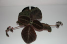 episcia lilacina Chocolate Velour
