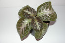 episcia Spring Simphonia