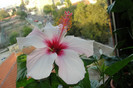 episcia Apple Blossom