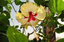 hibiscus Sylvia Godman