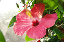 hibiscus Versicolor