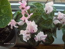 Cyclamen