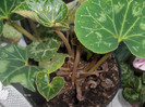 Cyclamen
