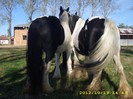 IEPE GYPSY VANNER
