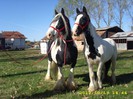 IEPE GYPSY VANNER