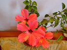P1000187