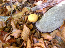 P1000270