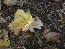 P1000388