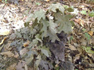 P1000398