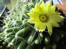 Mammillaria