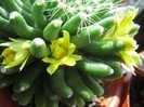 Mammillaria