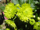 Chrysanth Green Valley (2012, Oct.20)