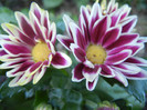 Chrysanthemum Ciao (2012, August 15)