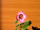 IMAG0019