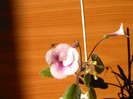 Ozark Pink Popcorn