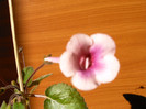 IMAG0021