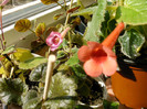 IMAG0042