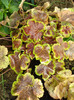 Heucherella "Eclipse"