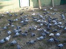 porumbei pui 2012 128