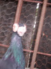 DSCN3108