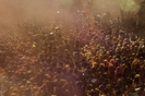 holi(4)