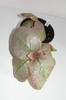 episcia Jim's Dancing Doll