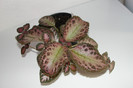 episcia Pink Akajou