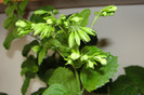 clerodendronum Calamitosum