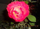 DSCN2198