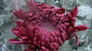 IMGA0383
