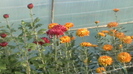 IMGA0397