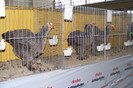 HANNOVER 2012 (43)