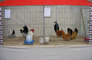 HANNOVER 2012 (77)