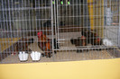 HANNOVER 2012 (85)