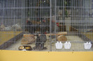 HANNOVER 2012 (91)