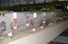 HANNOVER 2012 (101)