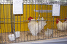 HANNOVER 2012 (102)