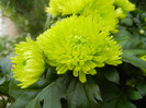 Chrysanth Green Valley (2012, Oct.21)