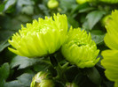 Chrysanth Green Valley (2012, Oct.21)