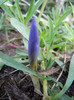 Crocus speciosus (2012, October 21)