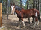 clydesdale_by_little_broy_peep_inc-d5dhjls