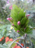 Brazilian Plume Flower (2012, Oct.21)