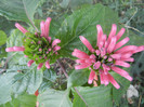 Justitia carnea (2012, October 21)