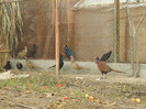 DSCF2364