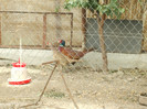 DSCF2367