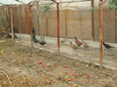 DSCF2368