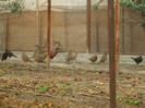 DSCF2377