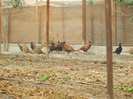 DSCF2379