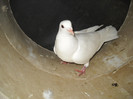 DSCN3099