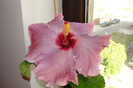 hibiscus Katlyn Jane